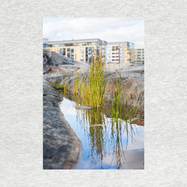 Lakeshore Bulrush by ansaharju